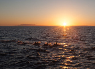 Dolphins in the Santa Barbara Channel.