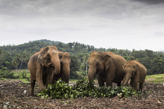 Group of elephants grazing in Sri Lanka