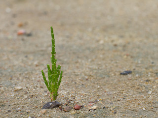 Queller im Watt Nordseeküste