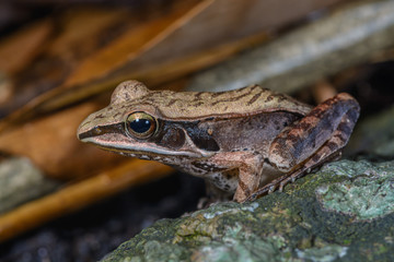 Yellow frog(Pelophylax lateralis), beautiful frog on stone.