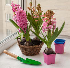 Pink hyacinths in a basket  on the window