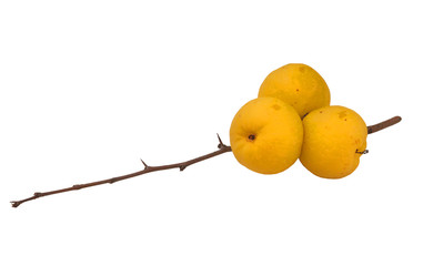  Japanese quince (Chaenomeles japonica)  isolated