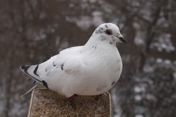 Голубь на окне