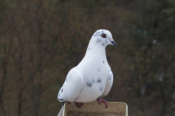 Белый голубь на кормушке