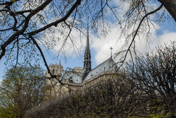 Notre Dame under the trees of Paris 