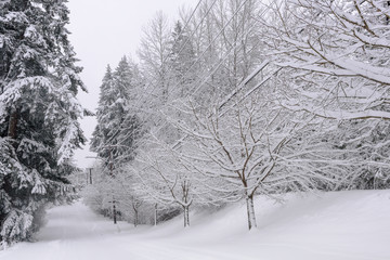 A view of SE Portland Oregon in Historic Snow storm in 2017