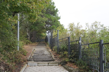 дорога в сосновом парке