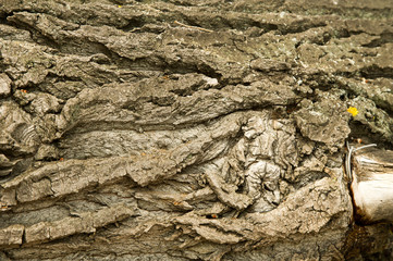 Texture, background. bark of tree. Poplar bark.
