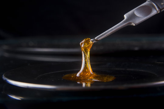 Melted cannabis oil concentrate aka shatter held on a dabbing to