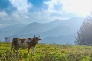 Fototapeta na wymiar cow on the background of mountains