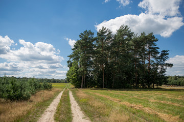 Fototapeta na wymiar Field with country road 