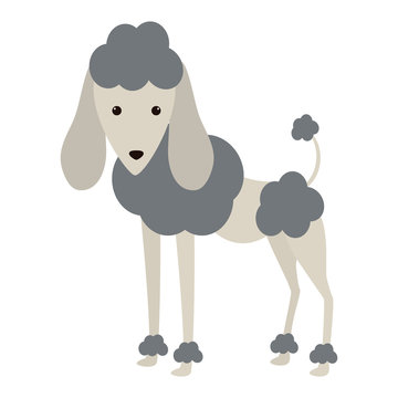 cartoon cute poodle dog icon over white background. coloful design. vector illustration