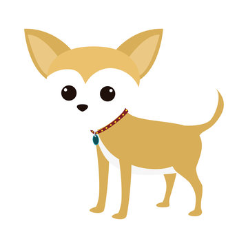 cartoon cute chihuahua dog icon over white background. coloful design. vector illustration