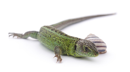 Green lizard.