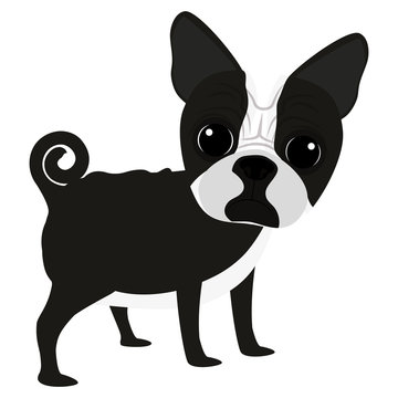 cartoon cute boston terrier dog icon over white background. coloful design. vector illustration