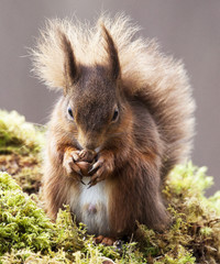 Red Squirrel Feeding in the wild 