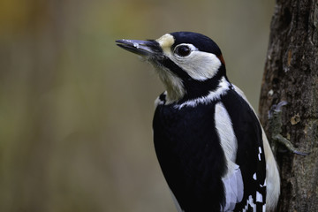 Great spotted woodpecker