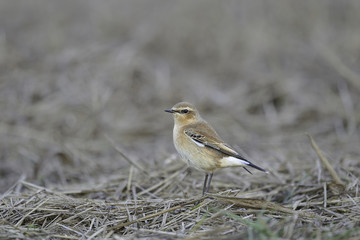 Northern Wheatear