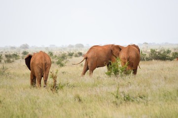 Fototapeta na wymiar Red elephant in the savannah