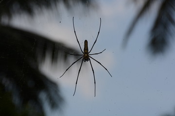 Tigerspinne im Netz auf Reunion