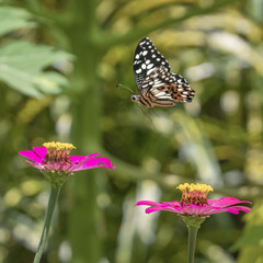 Fototapeta na wymiar Bokeh Butterfly