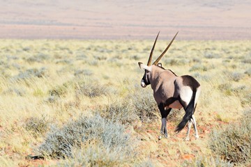 Wonderful Oryx in the savannah of Namibia
