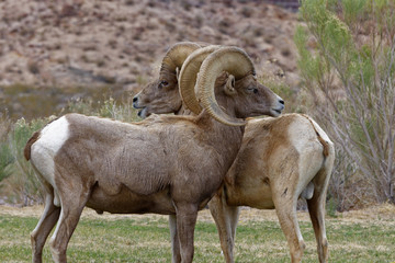 Pair of Desert Bighorn Sheep Rams