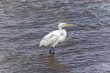 Great Egret With Neck Coiled at Lake Mead