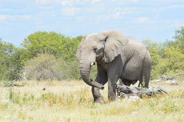 Fototapeta na wymiar Great Elephant in the Etosha National Park