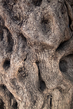 The surface of the trunk of the olive tree. Bark texture.