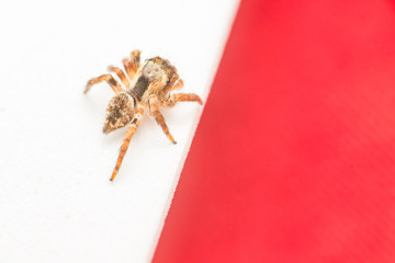 Small and tiny white and brownish jumping spider (Carrhotus sp.) isolated with white and red background, showing its back side
