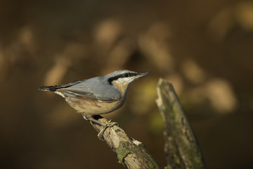 nuthatch