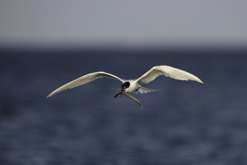 tern carrying a fish