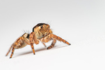 Small and tiny white and brownish jumping spider (Carrhotus sp.) isolated with white background showing its right side