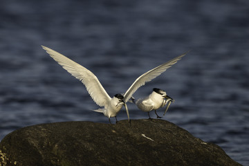 tern carrying a fish