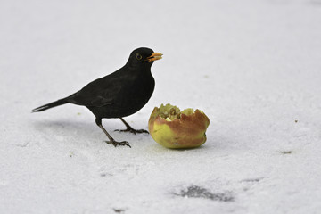 blackbird eating an apple 
