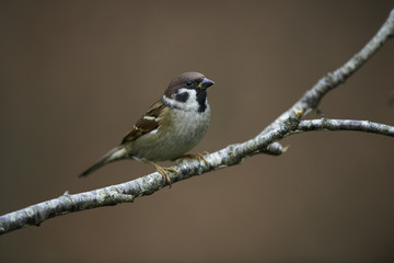 treesparrow