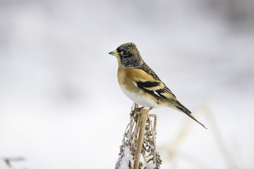 brambling in snow