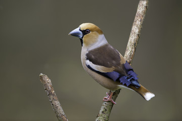 Hawfinch