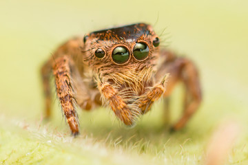 Close up view of Small and tiny white and brownish jumping spider (Carrhotus sp.) face crawling on a green leaf