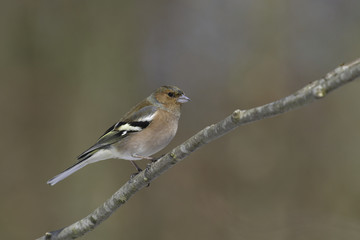 Chaffinch, male