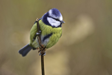 Blue tit mouse