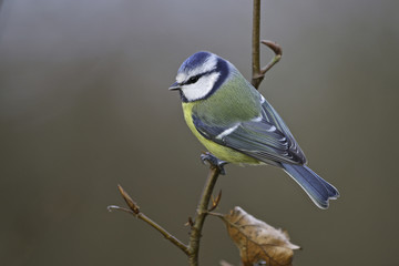 Blue tit mouse