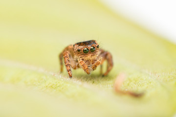Small and tiny white and brownish jumping spider (Carrhotus sp.) crawling on a green leaf