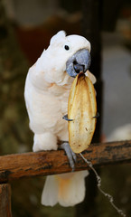 Beautiful white cockatoo
