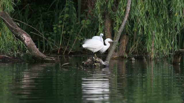 Egret in the lake of Rieti Reserve in Italy