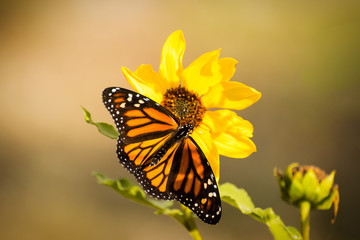 Monarch butterfly in a field on a yellow sunflower.