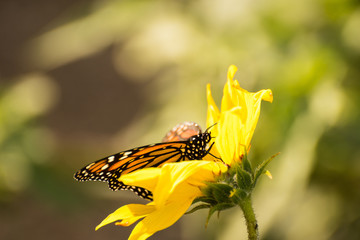 Fototapeta na wymiar Monarch butterfly in a field on a yellow sunflower.