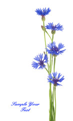 Blue Cornflower Herb or bachelor button flower bouquet isolated on white background