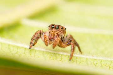 Small and tiny white and brownish jumping spider (Carrhotus sp.) crawling on a green leaf isolated with blur and smooth green background